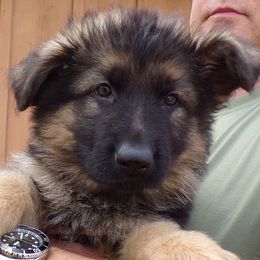 German Shepherd Puppies from Von Tief