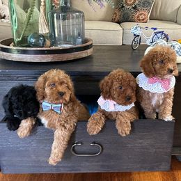 Cavapoo puppies from DoodleForever