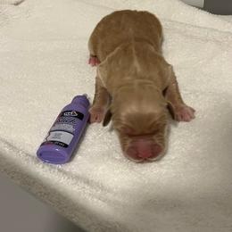 Purple - Golden female Golden Retriever puppy in Lake City, Minnesota from Windcliff Goldens
