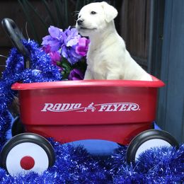 Female Pup - Yellow female Labrador Retriever puppy in Lakeside, California from Labs To Love
