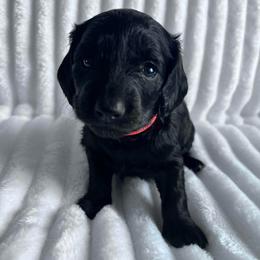 Juliet - Black female Dachshund puppy in Ocala, Florida from Weenie Boops