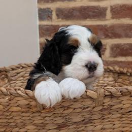 Patrick (Patty) - Tri-color male Bernedoodle puppy in Reinholds, Pennsylvania from Mountain Top Bernedoodles