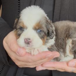 Petunia - Baby Blue - Blue merle female Bernedoodle puppy in Gilbert, Arizona from Azbernedoodlepuppies