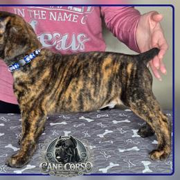 Sarge - Chestnut brindle male Cane Corso puppy in Warren, Ohio from Northeast Ohio Cane Corso