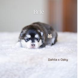 Brie - Black and white female Pomsky puppy in San Mateo, California from The Pomsky Garden