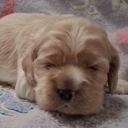 Sage - Buff male Cocker Spaniel puppy in Crossville, Tennessee from Timber Sunrise Cockers