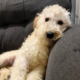 Lyra - Apricot female Goldendoodle puppy in Philadelphia, Pennsylvania from Philly's Designer Doodles