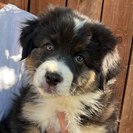Marklee - Black tri-color male Australian Shepherd puppy in San Jose, California from Dirty Laundry Australian Shepherds