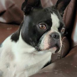Dakota - Boston Terrier