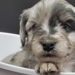 Aussiedoodles, Bernedoodles, and Goldendoodles from Mikkiana's Doodles