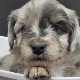 Aussiedoodles, Bernedoodles, and Goldendoodles from Mikkiana's Doodles
