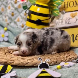 Flash - Blue merle male Australian Shepherd puppy in California from Eagle River Aussies