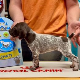 Mulan - Liver and white female German Shorthaired Pointer puppy in North Branch, Minnesota from Chrishelle Farm
