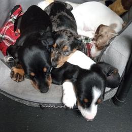 Dachshund Puppies from A&R Dachshund