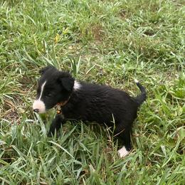 Border Collie Puppies from TiptoeingBorderCollies