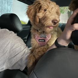 Goldendoodle Puppies from Lundee Doodles