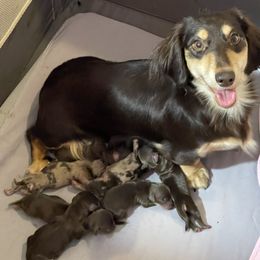 Dachshund Puppies from Little Lords & Ladies Dachshunds