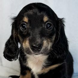 Brachiosaurus - Black and cream female Dachshund puppy in Winamac, Indiana from WZ Kennels