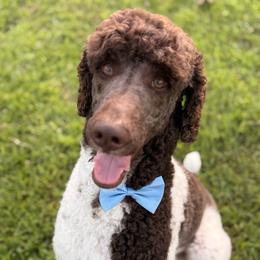 Elvis - Poodle