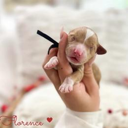 Florence - Caramel red female Australian Labradoodle puppy in Palmdale, California from Doodles_Ko