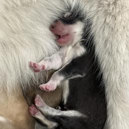 Bandit - Black and white male Siberian Husky puppy in Guffey, Colorado from Sunset Ridge