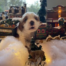 Kringle - Apricot male Cavapoo puppy in Redding, California from Cavapoos of NorCal