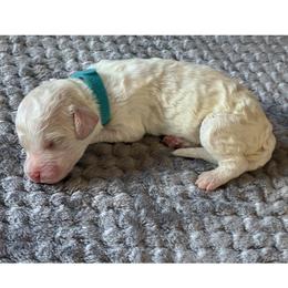 G1- Lt Blue - Cream female Goldendoodle puppy in Ankeny, Iowa from Iowadoodles2love