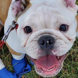 Bulldogs from Zuperior Bulldog Kennels