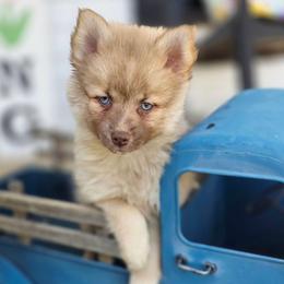 Wadsworth SALE 3100 BLUE EYES - Chocolate male Pomsky puppy in Christiana, Tennessee from Smoky Mountain Pomskies