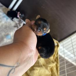 Boss - Black and tan male Yorkshire Terrier puppy in Columbia, Missouri from Keonia's Yorkshire Terriers