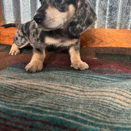 Hemi - Dapple male Dachshund puppy in Eustis, Florida from K8’s Dachshunds