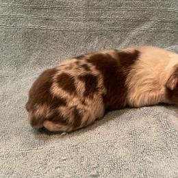 Pluto - Red merle male Australian Shepherd puppy in Hammond, Louisiana from Gold Ring Australian Shepherds