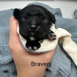 Bravery - Black male Cocker Spaniel puppy in Cincinnati, Ohio from Abundance of Joy LLC Cocker Spaniels