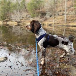 English Springer Spaniel Puppies from Balthrop Bend Springer Spaniels