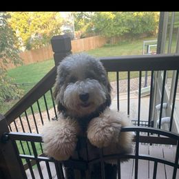 Bernedoodle All Grown Up from Mindys Doodles