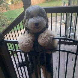Bernedoodle All Grown Up from Mindys Doodles