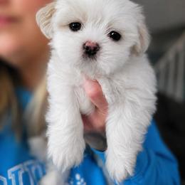 Boy 1 - White male Mal-Shi puppy in Mundelein, Illinois from FurEver Friends Designer Breeds