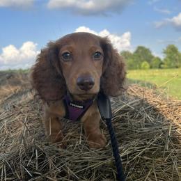 Dachshund Puppies from Golden Creek Farm