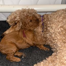 Burgandy - Red  female Poodle puppy in Keedysville, Maryland from Sunshine Red Standard Poodles