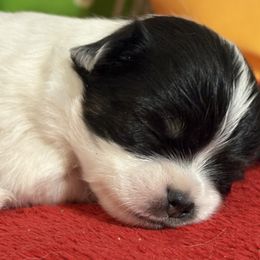 3250 black-white long coat girl - Black and white female Chihuahua puppy in Strawberry, Arkansas from Strawberry River Chihuahuas