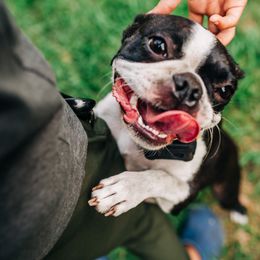 Ivy Mae - Boston Terrier
