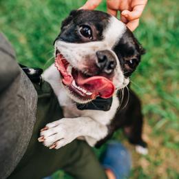 Ivy Mae - Boston Terrier