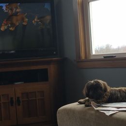 Kip - Shih Tzu