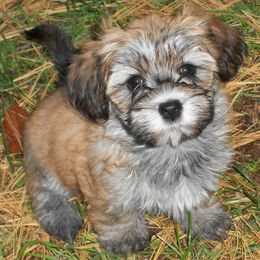 Havanese from Bon-Bon Havanese