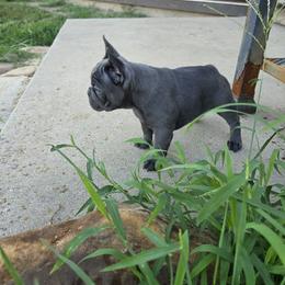 Girl 3 - Blue female French Bulldog puppy in Crane, Missouri from James River French Bulldogs