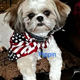 Pip - Shih Tzu
