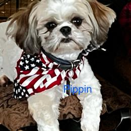 Pip - Shih Tzu