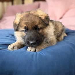 Sable Female - Sable female German Shepherd puppy in Tafton, Pennsylvania from Pocono GSD