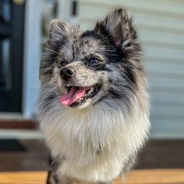 Dublin - Pomeranian