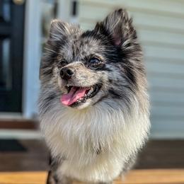 Dublin - Pomeranian